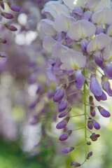The Chinese wisteria (Wisteria sinensis) blooming in spring