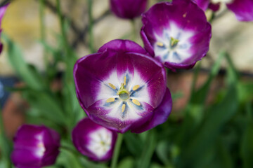 Purple tulip (the Purple Doll)  blooming in a garden in spring