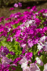 Primrose (primula cortusoides) blooming in a garden in spring