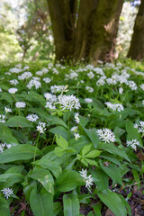 Wild garlic (Allium ursinum) plant blooming under a tree	
