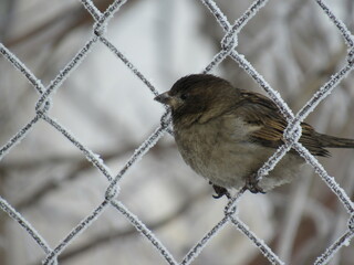 sparrow on a wire