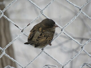 sparrow on a fence