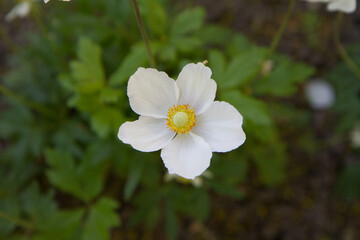 The snowdrop anemone (Anemonoides sylvestris) white flower blooming in spring 