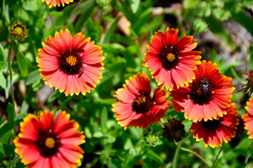 red and yellow flowers