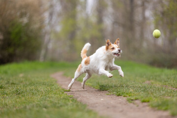 Terrier fängt Ball