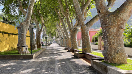 A tree-lined pedestrian walkway in a quiet village on Madeira Island, offering shade and a peaceful atmosphere