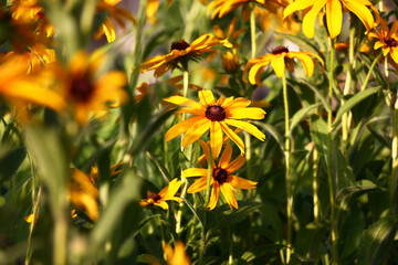 Rudbeckia in yellow and brown tones create the big bright stain in a garden.