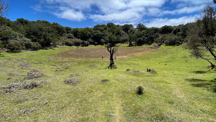 A peaceful meadow with scattered trees under a bright blue sky in the countryside of Madeira Island