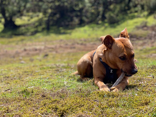 Tip of the Red Staffordshire Bull Terrier to write playing in nature with a stick