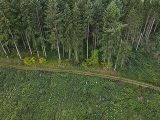 Aerial view of a forest with pine trees