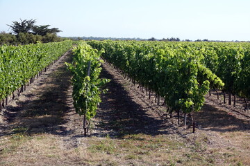 Fototapeta na wymiar Weinanbau auf der Ile de Re