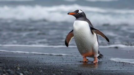 Naklejka premium Gentoo Penguin, coming ashore and walking along a beach. Antarctic Peninsula.