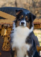 Vertical shot of a standard  Australian Shepherd with an innocent glance