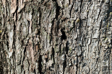 Textura o fondo de madera