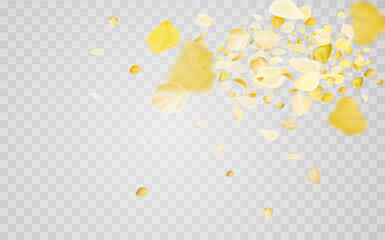 Yellow falling rose or sunflowers petals.Transparent panoramic horizontal background.Amber flower spring template.