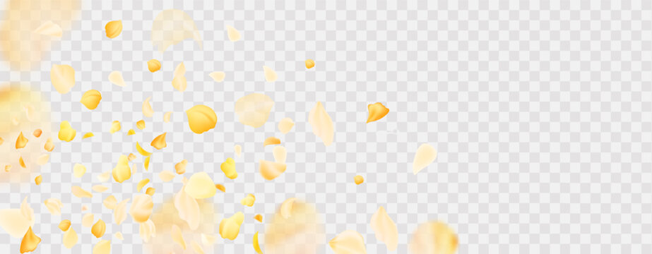 Yellow falling rose or sunflowers petals.Transparent panoramic horizontal background.Amber flower spring template. - Powered by Adobe
