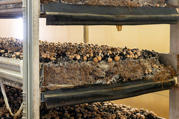 Growing of brown champignons mushrooms, mycelium grow from compost into casing on organic farm in...