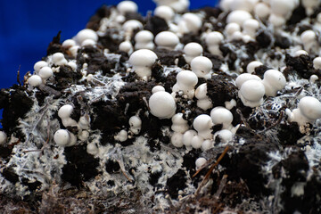 Growing of white champignons mushrooms, mycelium grow from compost into casing on organic farm in...
