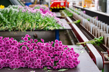 Package line of Chrysanthemum flowers in Dutch greenhouse, boxing, making bouquets for shops and auctions world wide delivery, package belt