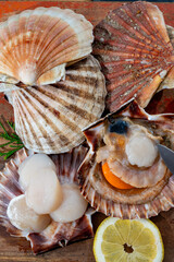 Atlantic bay scallops coquille St. James sea shells, catch of the day in Normandy or Brittany, France is shells and cleaned