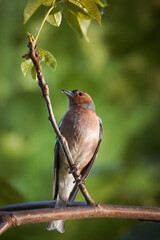 Fototapeta premium A male common chaffinch (Fringilla coelebs) sits on a thick branch with green leaves toward the camera lens on a spring evening. Close-up portrait of male chaffinch with green background.