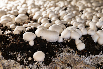 Growing of white champignons mushrooms, mycelium grow from compost into casing on organic farm in...