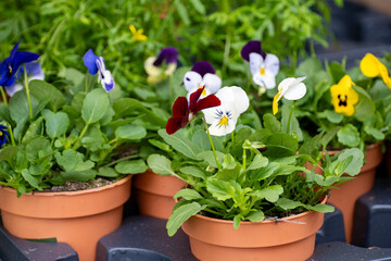 Young plants of viola flowers in greenhouse, cultivation of eatable plants and flowers, decoration for exclusive dishes in premium gourmet restaurants