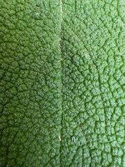 Foto macro de una hoja