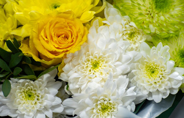 Colourful Chrysanthemum flowers in bouquets, growth in Dutch greenhouse, fresh flowers for shops and auctions world wide delivery