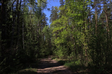 Path in a beautiful green forest on an eternal sunny day