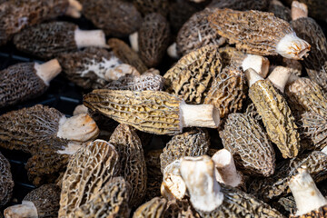 Morchella, true morels, genus of edible sac fungi spring mushrooms on Portobello road food...