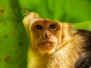 White face monkey looks curiously through palm leaves. The picture was taken in Manuel Antonio...