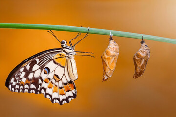 Amazing moment ,Large tropical butterfly hatch from the pupa and emerging with clipping path.  Concept transformation of Butterfly