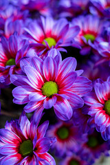 Crazy colours Chrysanthemum flowers growth in Dutch greenhouse, fresh flowers for shops and auctions world wide delivery