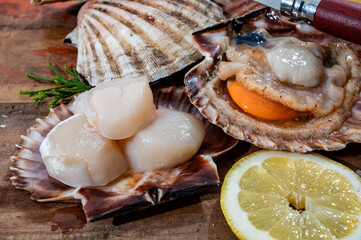 Atlantic bay scallops coquille St. James sea shells, catch of the day in Normandy or Brittany, France is shells and cleaned