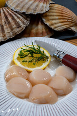Atlantic bay scallops coquille St. James sea shells, catch of the day in Normandy or Brittany, France is shells and cleaned