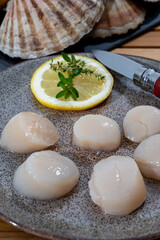 Atlantic bay scallops coquille St. James sea shells, catch of the day in Normandy or Brittany, France is shells and cleaned
