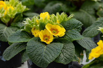 Young plants of primula flowers in greenhouse, cultivation of eatable plants and flowers,...