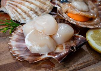 Atlantic bay scallops coquille St. James sea shells, catch of the day in Normandy or Brittany, France is shells and cleaned