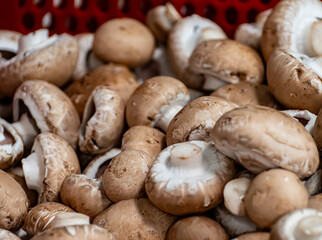 Harvest of fresh brown champignons mushrooms on organic farm in Netherlands, food industry in Europe, plastic boxes with champignons ready to sale