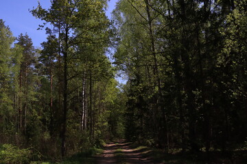 Fototapeta premium Dirt road in a coniferous forest on a sunny day.