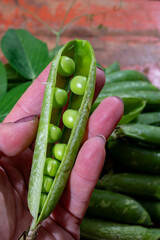 Organic gardening, harvest of green garden peas, fresh peas pods, vegetarian food