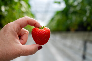 Dutch glass greenhouse, cultivation of strawberries, rows with growing strawberries plants, workers...