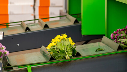 Package line of Chrysanthemum flowers in Dutch greenhouse, boxing, making bouquets for shops and...