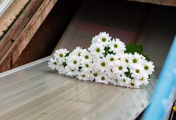 White Chrysanthemum flowers growth in huge Dutch greenhouse, flowers for shops and auctions world wide delivery, package belt