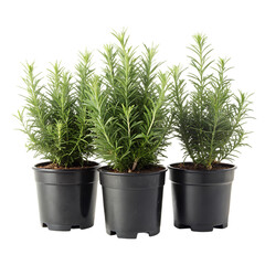 Obraz premium A potted kalanchoe lariniata is a lovely decorative plant in the house yard isolated on transparent background