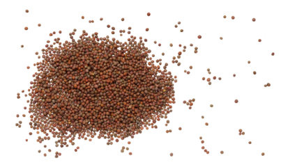 Round broccoli seeds scattered on isolated background