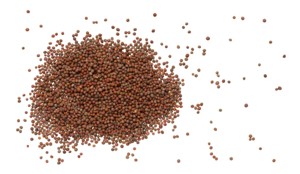 Round broccoli seeds scattered on isolated background