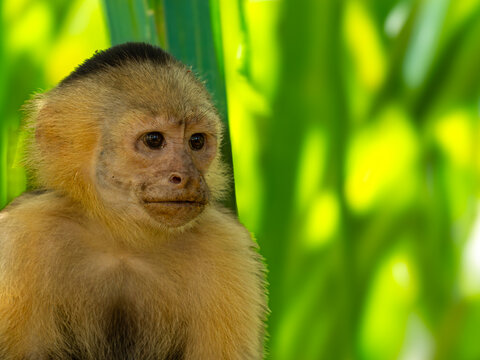 White face monkey is sitting in front of the leaves of a palm tree.  The picture was taken in Manuel Antonio national park in Costa Rica.
