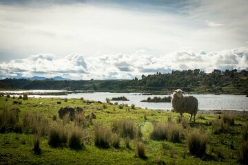 Obraz premium Titicaca Lake Sheep in Puno Peru Andes mountain landscape background